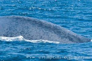 The characteristic gray/blue mottled skin pattern of a blue whale, seen on its dorsal ridge (spine) as its arches its back prior to a dive.  The blue whale is the largest animal on earth, reaching 80 feet in length and weighing as much as 300,000 pounds.  Near Islas Coronado (Coronado Islands), Balaenoptera musculus, Coronado Islands (Islas Coronado)