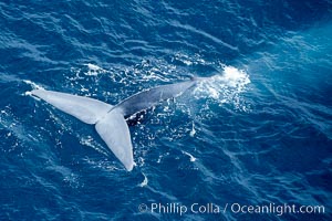 Blue whale fluking.  An enormous blue whale raises its powerful fluke (tail) high out of the water as it makes a steep dive into the open ocean.