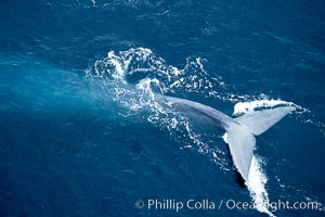Blue whale fluking, Balaenoptera musculus photo, La Jolla, California