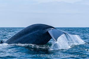 A blue whale raises its fluke before diving in search of food.  The blue whale is the largest animal on earth, reaching 80 feet in length and weighing as much as 300,000 pounds.  Near Islas Coronado (Coronado Islands).