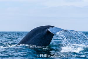 A blue whale raises its fluke before diving in search of food.  The blue whale is the largest animal on earth, reaching 80 feet in length and weighing as much as 300,000 pounds.  Near Islas Coronado (Coronado Islands), Balaenoptera musculus, Coronado Islands (Islas Coronado)