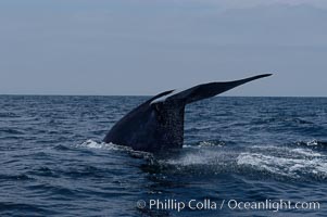 A blue whale raises its fluke before diving in search of food.  The blue whale is the largest animal on earth, reaching 80 feet in length and weighing as much as 300,000 pounds.  Near Islas Coronado (Coronado Islands), Balaenoptera musculus, Coronado Islands (Islas Coronado)