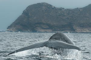 Image 09484, A blue whale raises its fluke before diving in search of food.  The blue whale is the largest animal on earth, reaching 80 feet in length and weighing as much as 300,000 pounds.  North Coronado Island is in the background. Coronado Islands (Islas Coronado), Baja California, Mexico, Balaenoptera musculus, Phillip Colla, all rights reserved worldwide.   Keywords: anatomy:animal:baja california:balaenoptera:balaenoptera musculus:balaenopteridae:baleine bleue:ballena azul:big:blue rorqual:blue whale:blue whales:california:cetacea:cetacean:coronado islands:creature:dive:endangered:endangered threatened species:enormous:fluke:great blue whale:great northern rorqual:huge:islas coronado:large:mammal:marine:marine mammal:mexico:musculus:mysticete:mysticeti:ocean:oceans:pacific:pacific ocean:rorqual:rorqual bleu:sea:sibbald's rorqual:sulphur bottom whale:tail:threatened:whale:whale anatomy:whale fluke tail:wild:wildlife.