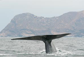 A blue whale raises its fluke before diving in search of food.  The blue whale is the largest animal on earth, reaching 80 feet in length and weighing as much as 300,000 pounds.  North Coronado Island is in the background, Balaenoptera musculus, Coronado Islands (Islas Coronado)