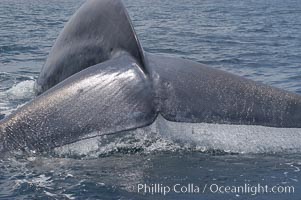 A blue whale raises its fluke before diving in search of food.  The blue whale is the largest animal on earth, reaching 80 feet in length and weighing as much as 300,000 pounds.  Near Islas Coronado (Coronado Islands), Balaenoptera musculus, Coronado Islands (Islas Coronado)