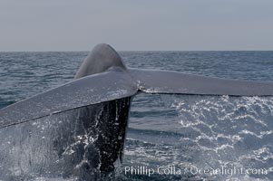 A blue whale raises its fluke before diving in search of food.  The blue whale is the largest animal on earth, reaching 80 feet in length and weighing as much as 300,000 pounds.  Near Islas Coronado (Coronado Islands), Balaenoptera musculus, Coronado Islands (Islas Coronado)