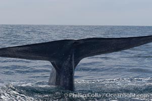 A blue whale raises its fluke before diving in search of food.  The blue whale is the largest animal on earth, reaching 80 feet in length and weighing as much as 300,000 pounds.  Near Islas Coronado (Coronado Islands), Balaenoptera musculus, Coronado Islands (Islas Coronado)