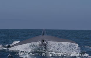 A blue whale raises its fluke before diving in search of food.  The blue whale is the largest animal on earth, reaching 80 feet in length and weighing as much as 300,000 pounds.  Near Islas Coronado (Coronado Islands), Balaenoptera musculus, Coronado Islands (Islas Coronado)