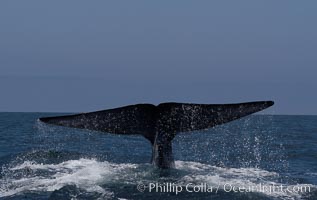 A blue whale raises its fluke before diving in search of food.  The blue whale is the largest animal on earth, reaching 80 feet in length and weighing as much as 300,000 pounds.  Near Islas Coronado (Coronado Islands), Balaenoptera musculus, Coronado Islands (Islas Coronado)