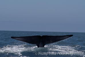 A blue whale raises its fluke before diving in search of food.  The blue whale is the largest animal on earth, reaching 80 feet in length and weighing as much as 300,000 pounds.  Near Islas Coronado (Coronado Islands), Balaenoptera musculus, Coronado Islands (Islas Coronado)