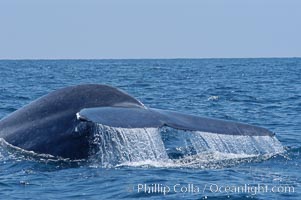 A blue whale raises its fluke before diving in search of food.  The blue whale is the largest animal on earth, reaching 80 feet in length and weighing as much as 300,000 pounds.  Near Islas Coronado (Coronado Islands), Balaenoptera musculus, Coronado Islands (Islas Coronado)