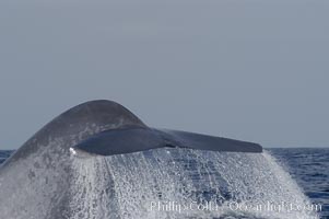 A blue whale raises its fluke before diving in search of food.  The blue whale is the largest animal on earth, reaching 80 feet in length and weighing as much as 300,000 pounds.  Near Islas Coronado (Coronado Islands), Balaenoptera musculus, Coronado Islands (Islas Coronado)