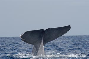 A blue whale raises its fluke before diving in search of food.  The blue whale is the largest animal on earth, reaching 80 feet in length and weighing as much as 300,000 pounds.  Near Islas Coronado (Coronado Islands), Balaenoptera musculus, Coronado Islands (Islas Coronado)