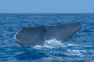 A blue whale raises its fluke before diving in search of food.  The blue whale is the largest animal on earth, reaching 80 feet in length and weighing as much as 300,000 pounds.  Near Islas Coronado (Coronado Islands), Balaenoptera musculus, Coronado Islands (Islas Coronado)