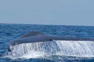 A blue whale raises its fluke before diving in search of food.  The blue whale is the largest animal on earth, reaching 80 feet in length and weighing as much as 300,000 pounds.  Near Islas Coronado (Coronado Islands), Balaenoptera musculus, Coronado Islands (Islas Coronado)