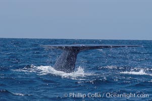A blue whale raises its fluke before diving in search of food.  The blue whale is the largest animal on earth, reaching 80 feet in length and weighing as much as 300,000 pounds.  Near Islas Coronado (Coronado Islands), Balaenoptera musculus, Coronado Islands (Islas Coronado)