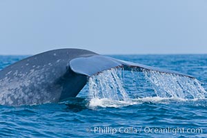 Blue whale, raising fluke prior to diving for food, fluking up, lifting tail as it swims in the open ocean foraging.
