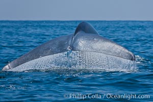 Blue whale, raising fluke prior to diving for food, Balaenoptera musculus, San Diego, California