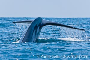 Blue whale, raising fluke prior to diving for food, Balaenoptera musculus, San Diego, California