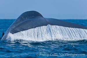 Blue whale, raising fluke prior to diving for food, Balaenoptera musculus, San Diego, California