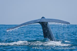 Blue whale, raising fluke prior to diving for food, Balaenoptera musculus, San Diego, California