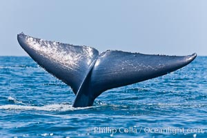 Blue whale, raising fluke prior to diving for food, Balaenoptera musculus, San Diego, California