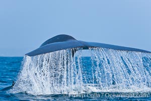 Blue whale, raising fluke prior to diving for food, fluking up, lifting tail as it swims in the open ocean foraging, Balaenoptera musculus, San Diego, California
