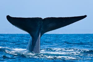 Blue whale, raising fluke prior to diving for food, Balaenoptera musculus, San Diego, California