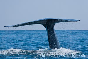 Blue whale, raising fluke prior to diving for food, Balaenoptera musculus, San Diego, California