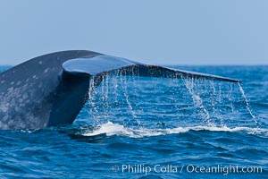 Blue whale, raising fluke prior to diving for food, Balaenoptera musculus, San Diego, California