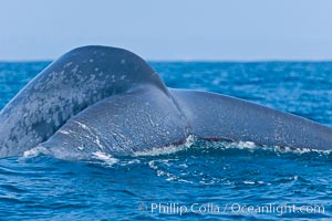 Blue whale, raising fluke prior to diving for food, Balaenoptera musculus, San Diego, California