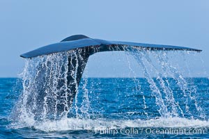 Blue whale, raising fluke prior to diving for food.