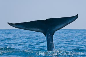 Blue whale, raising fluke prior to diving for food, fluking up, lifting tail as it swims in the open ocean foraging, Balaenoptera musculus, San Diego, California