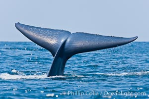Blue whale, raising fluke prior to diving for food, fluking up, lifting tail as it swims in the open ocean foraging, Balaenoptera musculus, San Diego, California