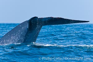 Blue whale, raising fluke prior to diving for food, Balaenoptera musculus, San Diego, California