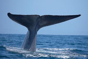Blue whale, raising fluke prior to diving for food, Balaenoptera musculus, San Diego, California