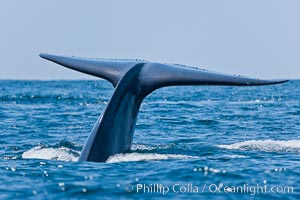 Blue whale, raising fluke prior to diving for food, Balaenoptera musculus, San Diego, California