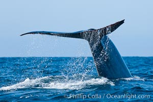 Blue whale, raising fluke prior to diving for food, fluking up, lifting tail as it swims in the open ocean foraging, Balaenoptera musculus, San Diego, California