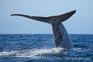 Blue whale, raising fluke prior to diving for food, Balaenoptera musculus, San Diego, California