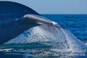 Blue whale fluking up (raising its tail) before a dive to forage for krill, La Jolla, California