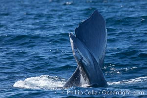 Blue whale fluking up (raising its tail) before a dive to forage for krill, La Jolla, California