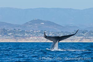 Blue whale fluking up (raising its tail) before a dive to forage for krill. La Jolla, California, USA, natural history stock photograph, photo id 27123