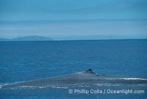 Blue whale surfacing, Isla Coronado del Norte in background,  Baja California (Mexico), Balaenoptera musculus, Coronado Islands (Islas Coronado)