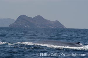 A blue whale rounds out at the surface before diving in search of food.  A blue whale can stay submerged while foraging for food for up to 20 minutes.  The blue whale is the largest animal on earth, reaching 80 feet in length and weighing as much as 300,000 pounds.  North Coronado Island is in the background, Balaenoptera musculus, Coronado Islands (Islas Coronado)