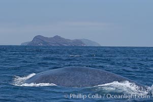 A blue whale rounds out at the surface before diving in search of food.  A blue whale can stay submerged while foraging for food for up to 20 minutes.  The blue whale is the largest animal on earth, reaching 80 feet in length and weighing as much as 300,000 pounds.  North Coronado Island is in the background, Balaenoptera musculus, Coronado Islands (Islas Coronado)
