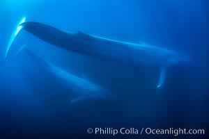 Blue whales, adult and juvenile (likely mother and calf), swimming together side by side underwater in the open ocean.