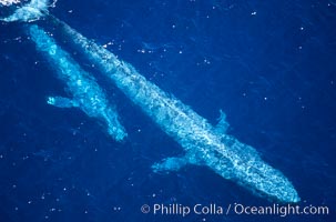 Blue whale, mother and calf, Balaenoptera musculus