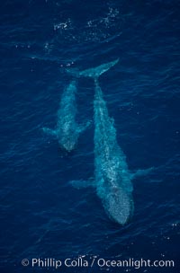 Blue whale, mother and calf, swimming at surface between dives, open ocean, aerial view, Balaenoptera musculus