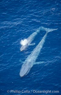 Blue whale, mother and calf, Balaenoptera musculus, San Diego, California