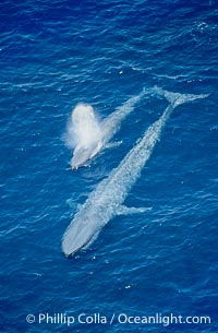 Two blue whales, a mother and her calf, swim through the open ocean in this aerial photograph.  The calf is blowing (spouting, exhaling) with a powerful column of spray.  The blue whale is the largest animal ever to live on Earth, Balaenoptera musculus, San Diego, California